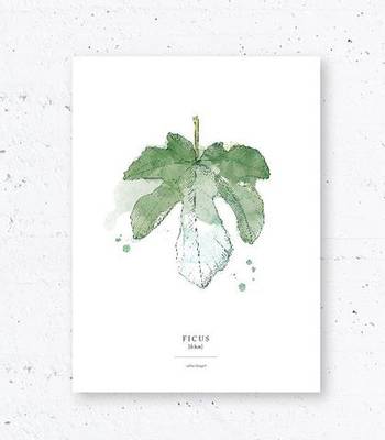 Plakat Ficus