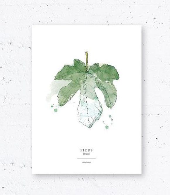 Hovedbilde Plakat Ficus